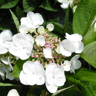 Hortensie (Hydrangea macrophylla 'Dragonfly' (Teller White))
