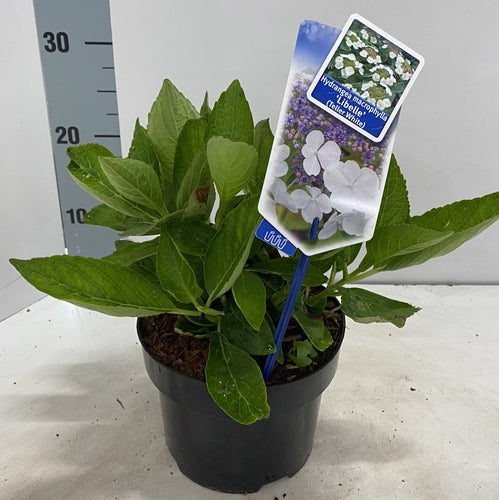 Hortensie (Hydrangea macrophylla 'Libelle' (Teller White)) - Hortensie