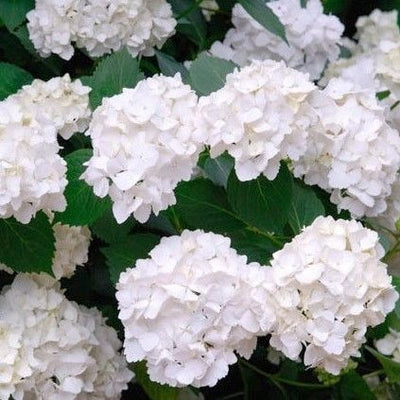 Hortensie (Hydrangea Macrophylla 'Mme Emile Mouillere')