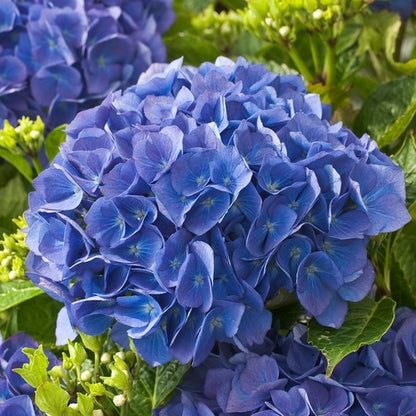Hortensie (Hydrangea macrophylla ‘Renate Steiniger’ ) - Hortensie