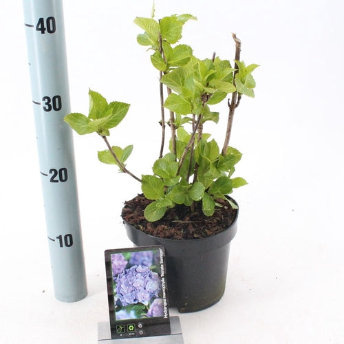 Hortensie (Hydrangea macrophylla ‘Renate Steiniger’) - Hortensie