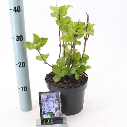 Hortensie (Hydrangea macrophylla ‘Renate Steiniger’) - Hortensie
