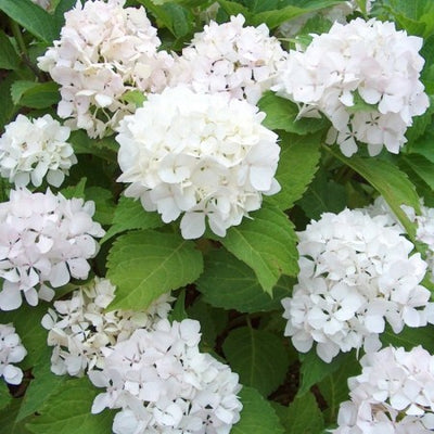 Hortensie (Hydrangea macrophylla 'Soeur Therese' )