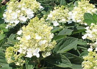 Hortensie (Hydrangea paniculata Baby Lace)