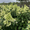 Hortensie (Hydrangea paniculata Confetti)