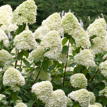Hortensia (Hydrangea paniculata 'Grandiflora') - Hortensia