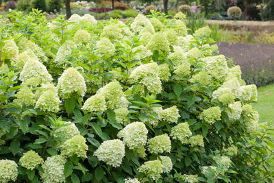 Hortensie (Hydrangea paniculata 'Limelight'® PBR)