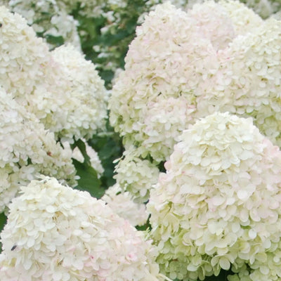 Hortensie (Hydrangea paniculata 'Phantom')