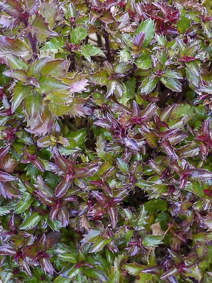 Hulst (Ilex meserveae 'Little Rascal') - Groenblijvende struiken