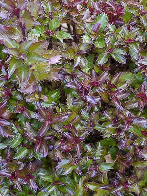 Stechpalme (Ilex meserveae 'Little Rascal')