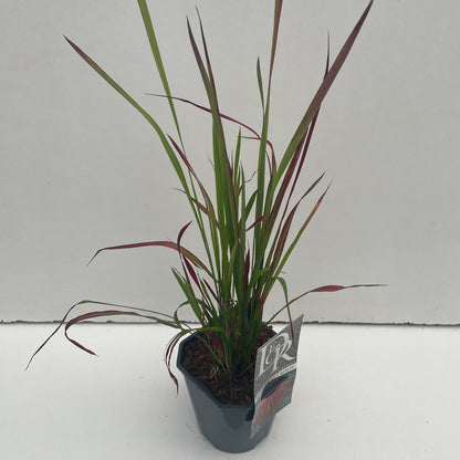 Japans bloedgras (Imperata cylindrica 'Red Baron') - Tuinplanten
