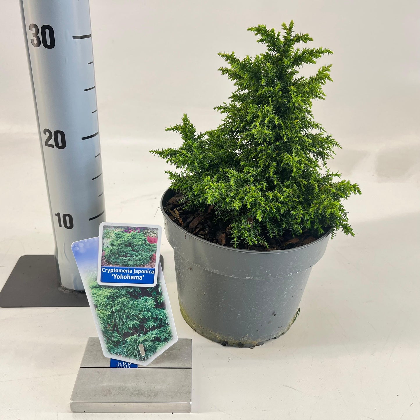 Japanse Ceder (Cryptomeria j. ‘Yokohama’) - Coniferen