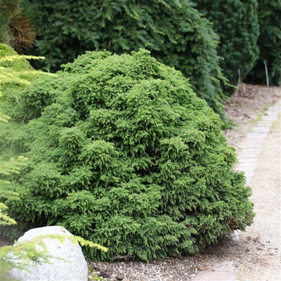 Japanische Zeder (Cryptomeria j. 'Yokohama')