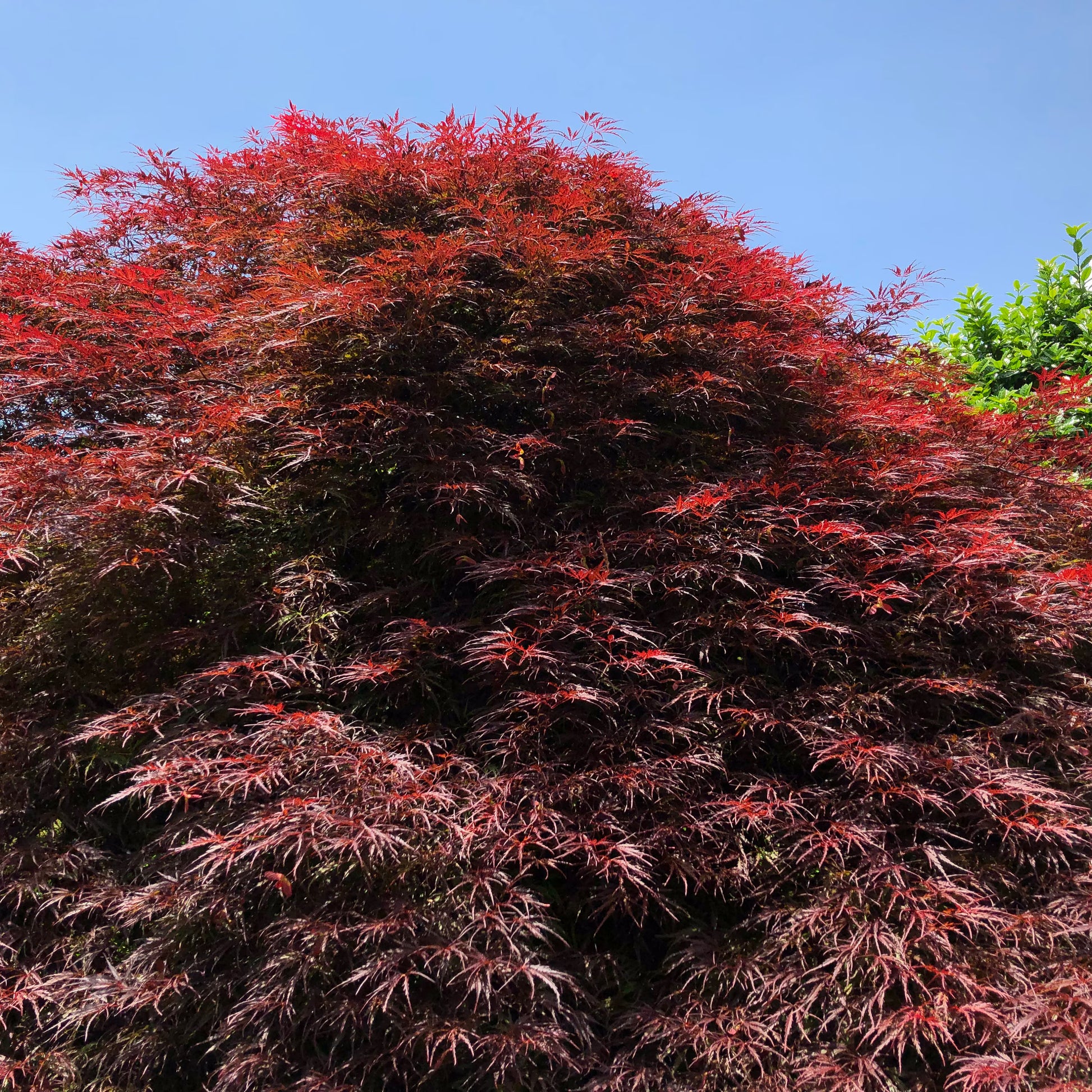 Japanse Esdoorn (Acer palmatum Royal Garnet) - Japanse Esdoorn