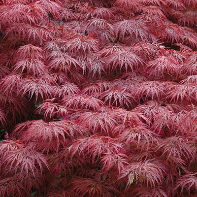 Japanischer Ahorn (Acer palmatum Royal Garnet)