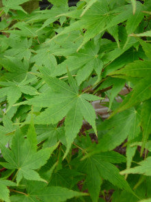 Japanischer Ahorn (Acer palmatum 'Aoyagi')