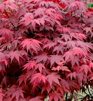 Japanischer Ahorn (Acer palmatum 'Atropurpureum')