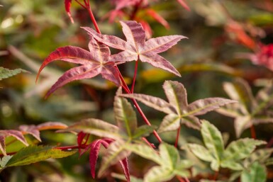 Japanischer Ahorn (Acer palmatum 'Bi-Hoo')