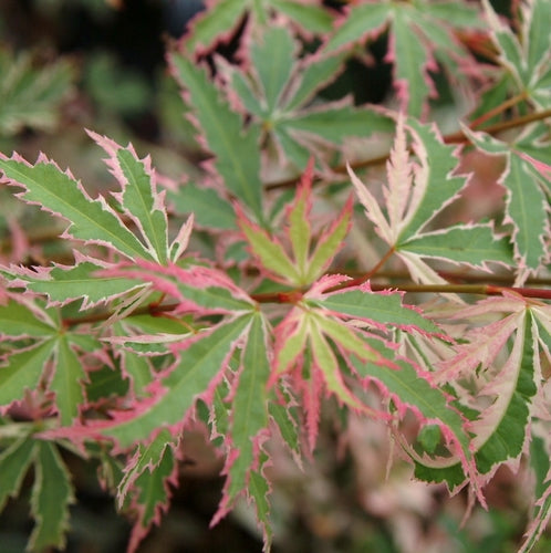 Japanse Esdoorn (Acer palmatum 'Butterfly') - Japanse Esdoorn