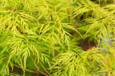 Japanischer Ahorn (Acer palmatum 'Emerald Lace')