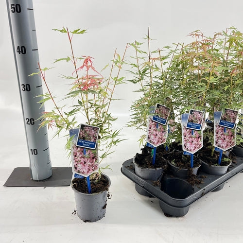 Japanischer Ahorn (Acer palmatum 'Iyoshi') - Japanischer Ahorn