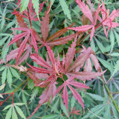 Japanischer Ahorn (Acer palmatum 'Jerre Schwartz')