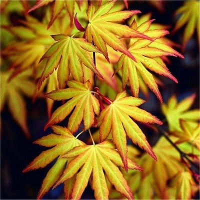 Japanischer Ahorn (Acer palmatum 'Katsura')