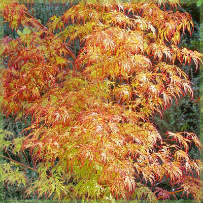 Japanischer Ahorn (Acer palmatum 'Orange Dream')