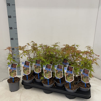 Japanse Esdoorn (Acer palmatum 'Phoenix') - Japanse Esdoorn