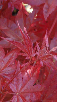 Japanischer Ahorn (Acer palmatum 'Red Emperor')