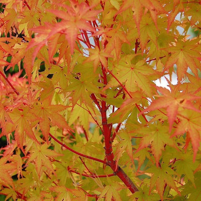 Japanischer Ahorn (Acer palmatum 'Sangokaku')