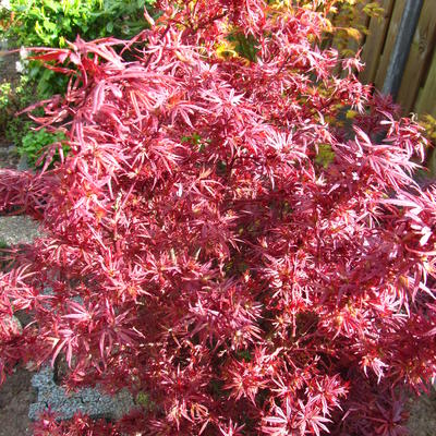 Japanse Esdoorn (Acer palmatum 'Shaina') - Japanse Esdoorn