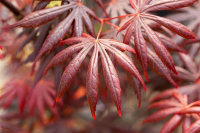 Japanischer Ahorn (Acer palmatum 'Trompenburg')