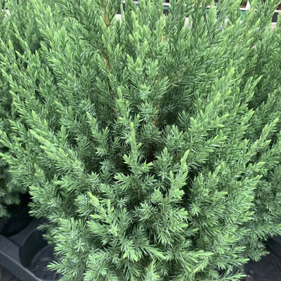 Wacholder (Juniperus chin. 'Stricta')