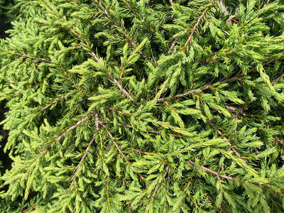 Wacholder (Juniperus comm. 'Repanda')