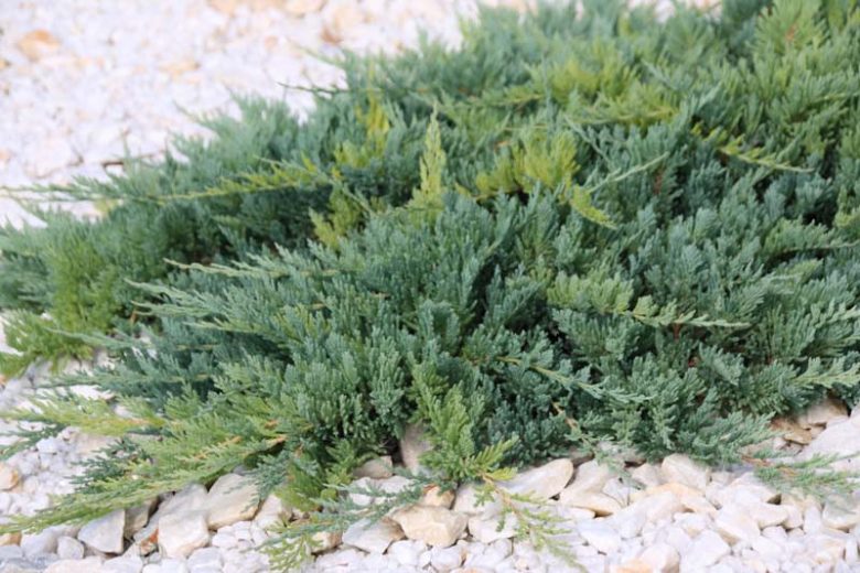 Jeneverbes (Juniperus horizontalis ‘Blue Chip’) - Coniferen