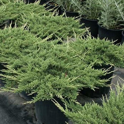 Wacholder (Juniperus horizontalis 'Prince of Wales')