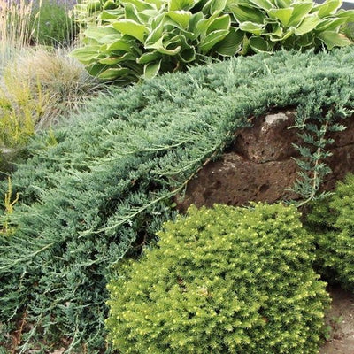 Wacholder (Juniperus horizontalis 'Wiltonii')