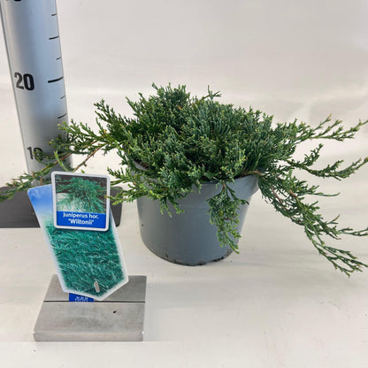 Jeneverbes (Juniperus horizontalis ’Wiltonii’) - Coniferen