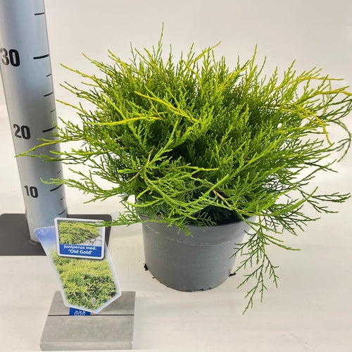 Jeneverbes (Juniperus med. ‘Old Gold’) - Coniferen