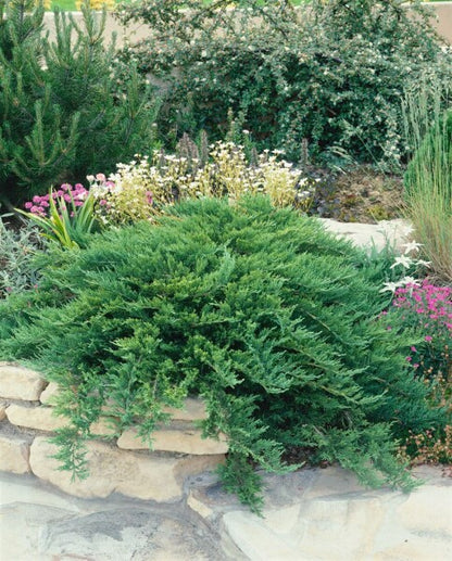 Savin-Wacholder (Juniperus sabina ‘Tamariscifolia’) - Koniferen