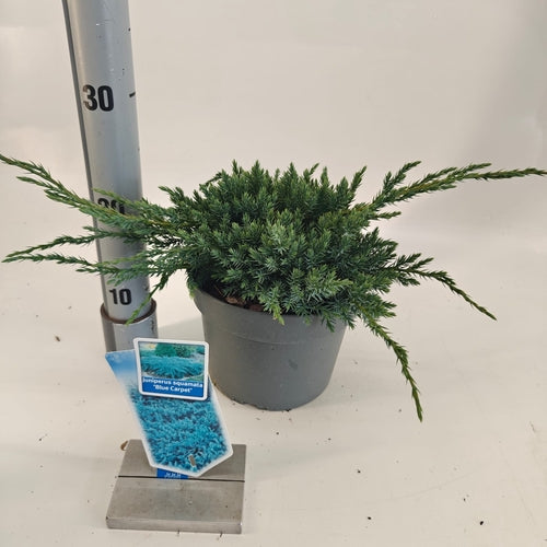 Jeneverbes (Juniperus squamata ‘Blue Carpet’) - Coniferen