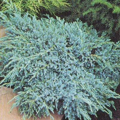 Wacholder (Juniperus squamata 'Blue Carpet')