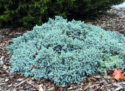 Wacholder (Juniperus squamata 'Blue Star')