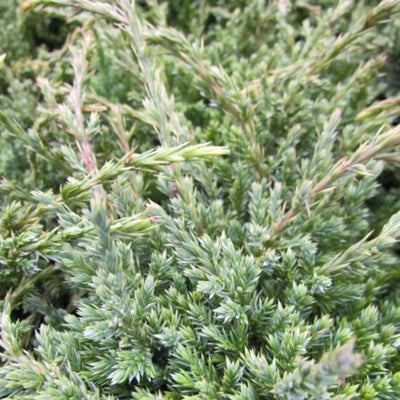 Wacholder (Juniperus squamata 'Holger')