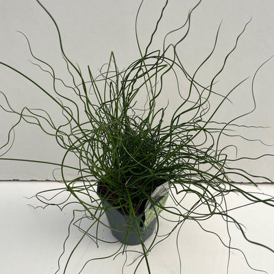 Kurkentrekkersgras (Juncus 'Spiralis')