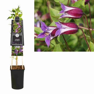 Kletterpflanze Clematis Prince William PBR (Kissen)