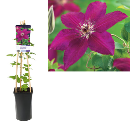 Kletterpflanze Clematis 'Westerplatte' (Waldrebe) - Kletterpflanzen