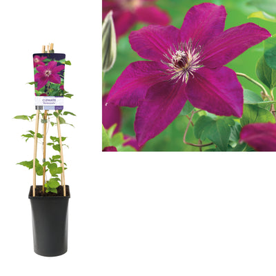 Kletterpflanze Clematis 'Westerplatte' (Waldrebe)