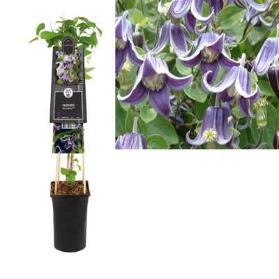 Kletterpflanze Clematis 'Fascination' PBR (Cushing-Rebe)